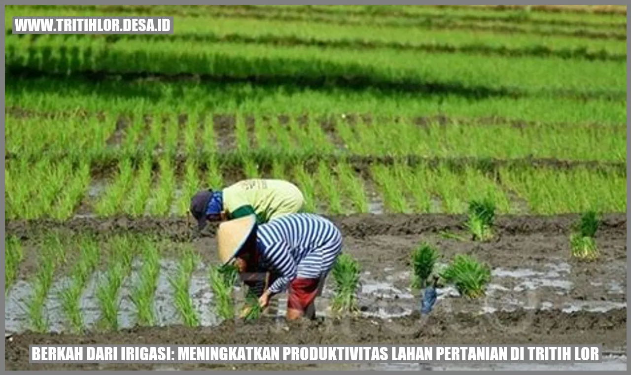 Berkah dari Irigasi: Meningkatkan Produktivitas Lahan Pertanian di Tritih Lor