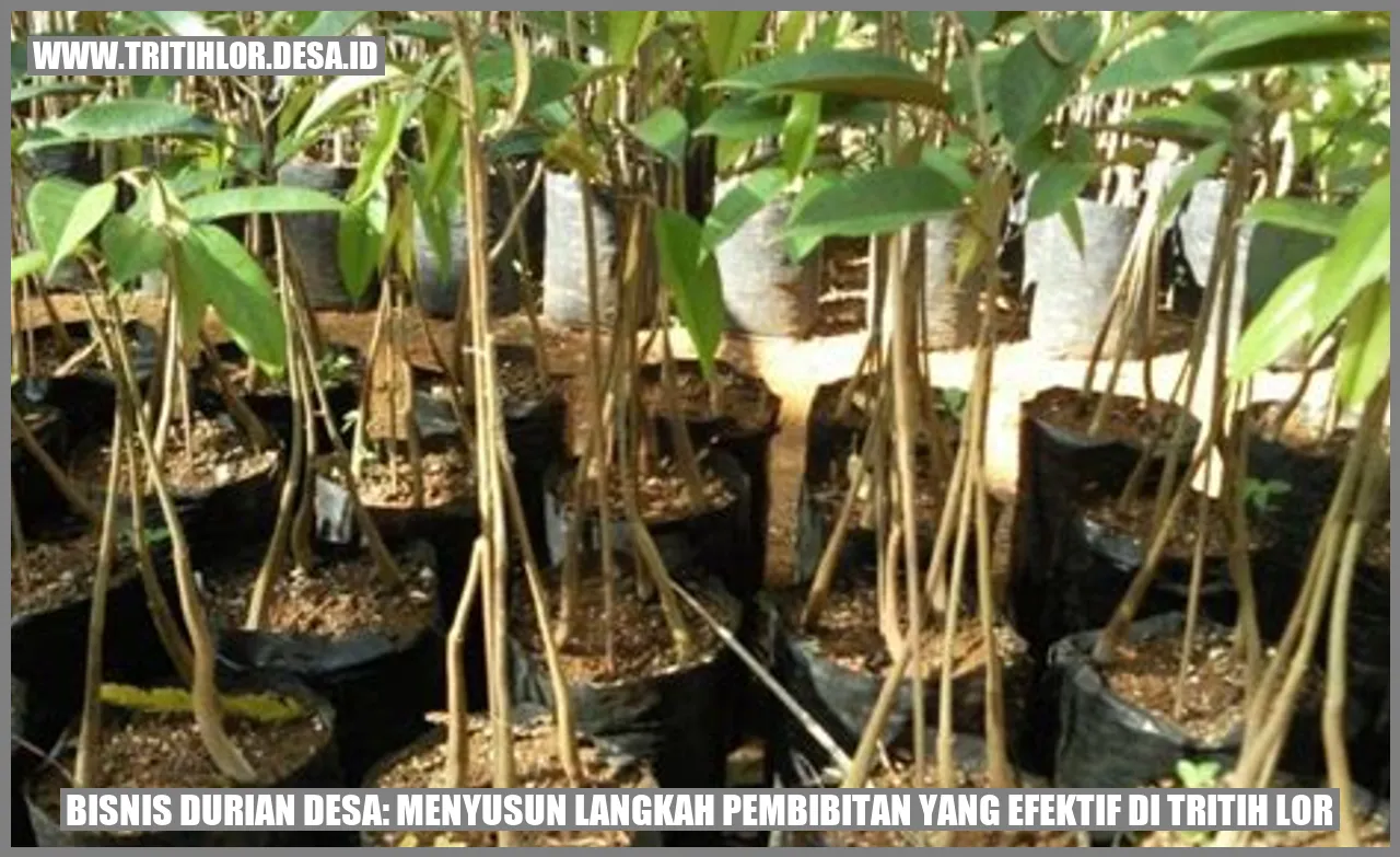 Bisnis Durian Desa: Menyusun Langkah Pembibitan yang Efektif di Tritih Lor