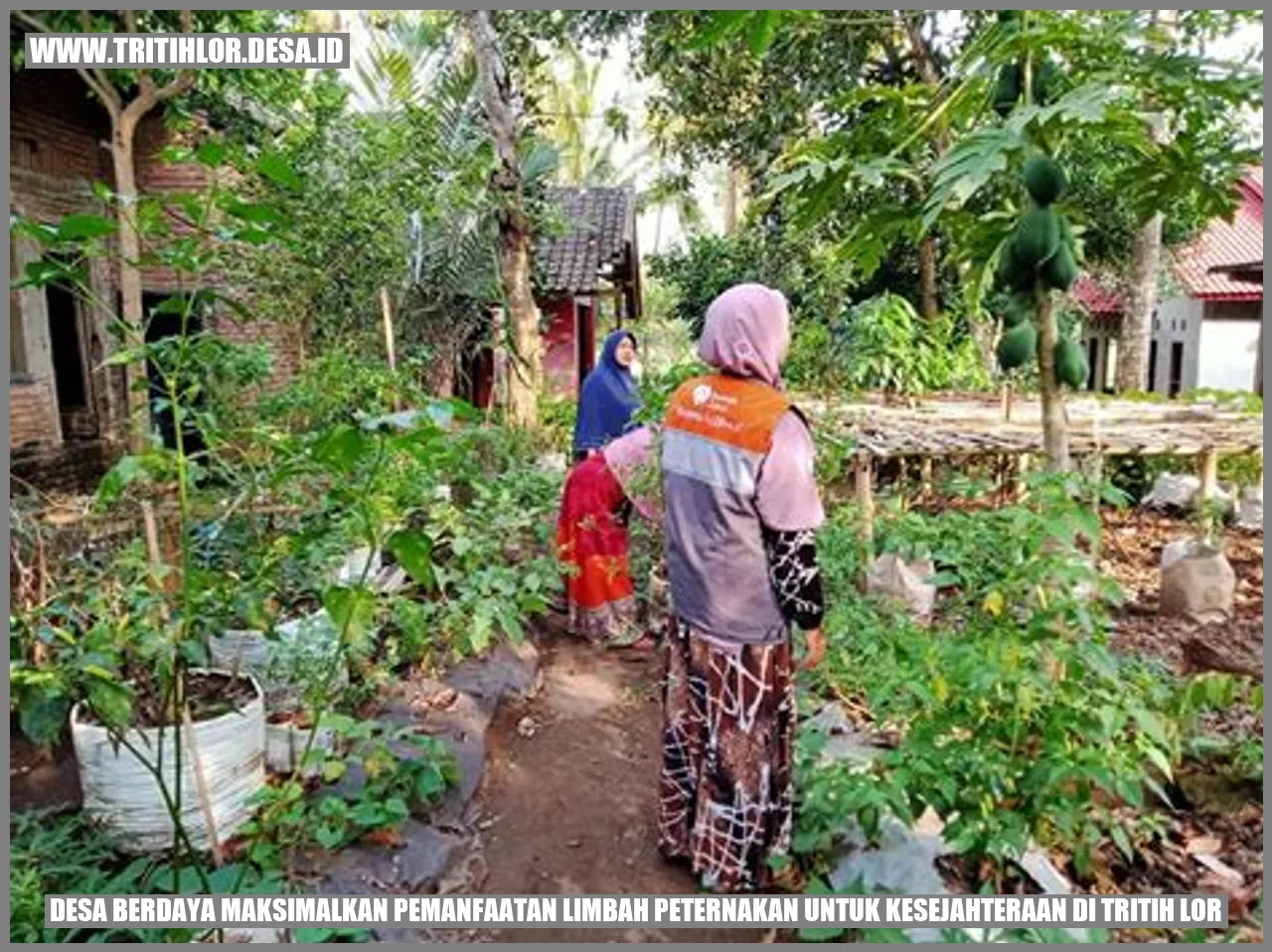 Desa Berdaya: Maksimalkan Pemanfaatan Limbah Peternakan untuk Kesejahteraan di Tritih Lor