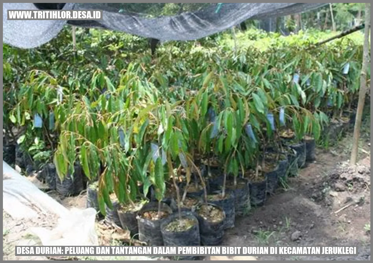Desa Durian: Peluang dan Tantangan dalam Pembibitan Bibit Durian di Kecamatan Jeruklegi