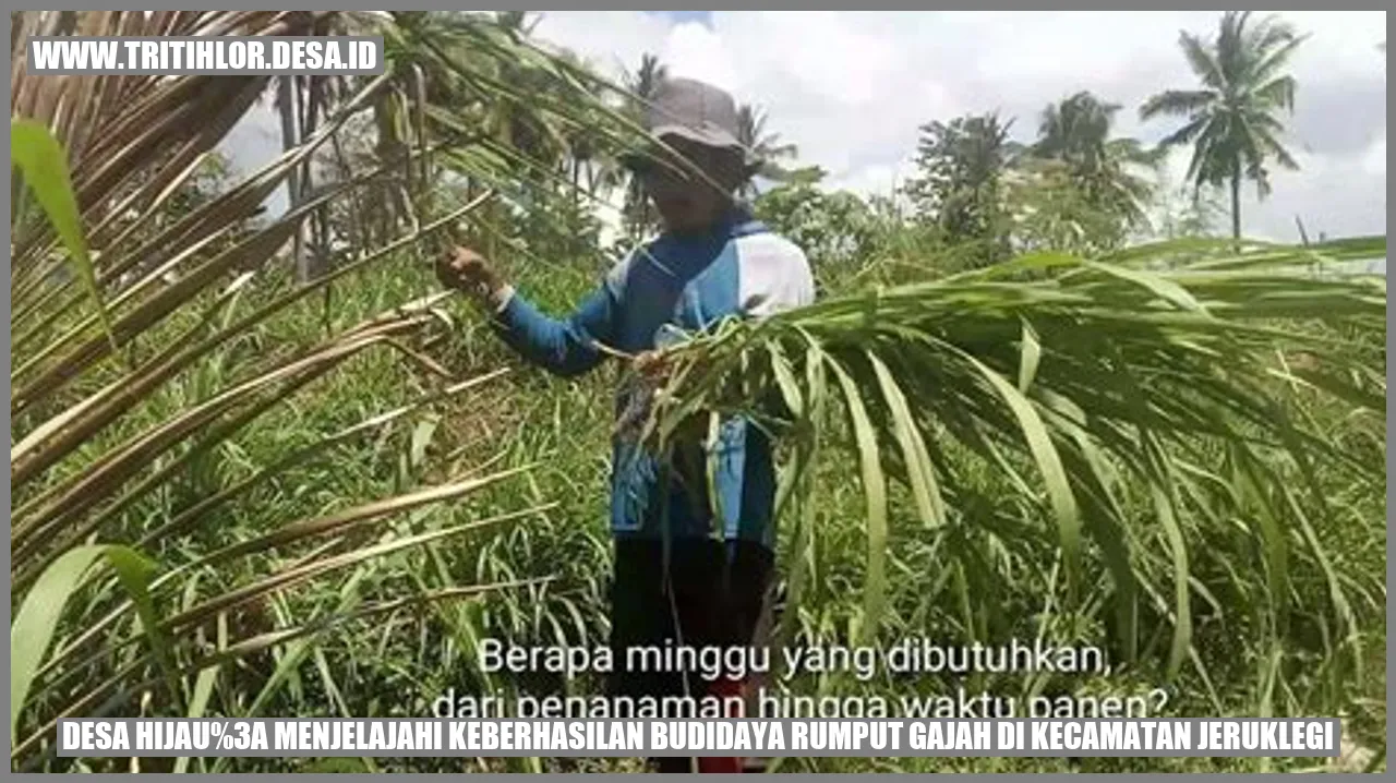 Gambar Desa Hijau: Menjelajahi Keberhasilan Budidaya Rumput Gajah di Kecamatan Jeruklegi