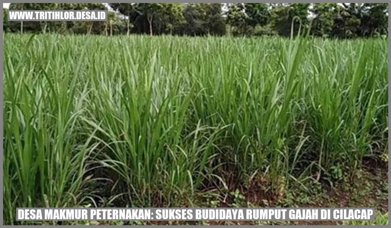 Budidaya Rumput Gajah