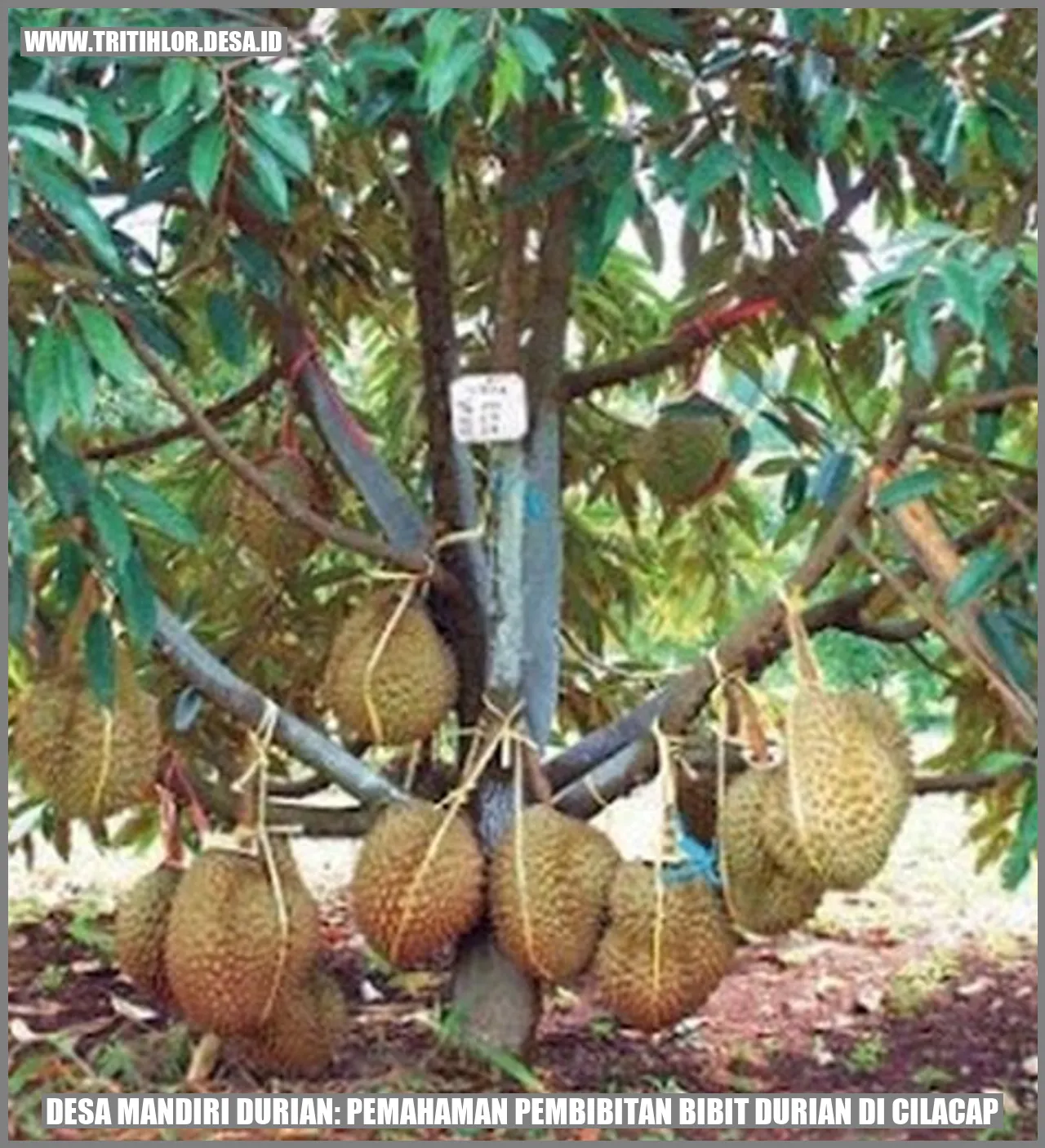 Desa Mandiri Durian: Pemahaman Pembibitan Bibit Durian di Cilacap