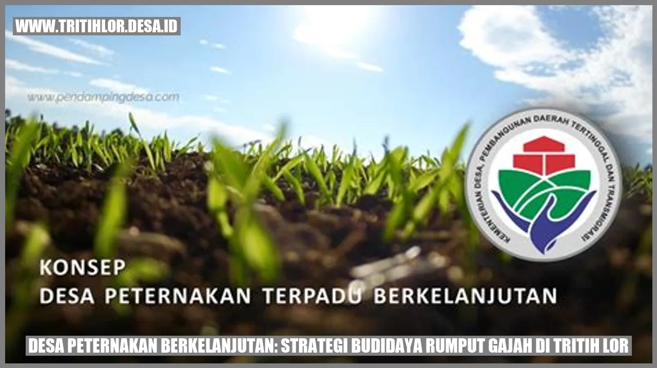 Gambar Desa Peternakan Berkelanjutan: Strategi Budidaya Rumput Gajah di Tritih Lor