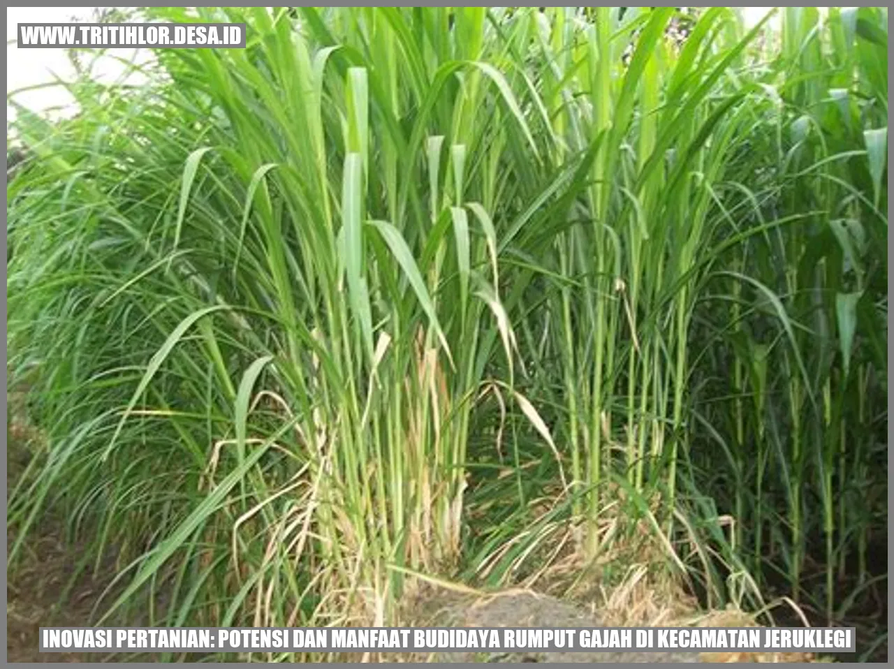 Rumput Gajah