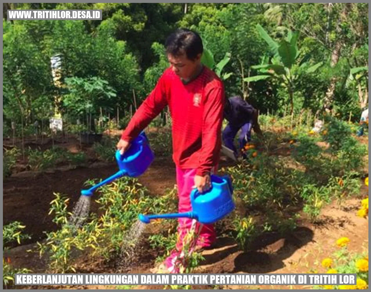 Praktik Pertanian Organik di Tritih Lor