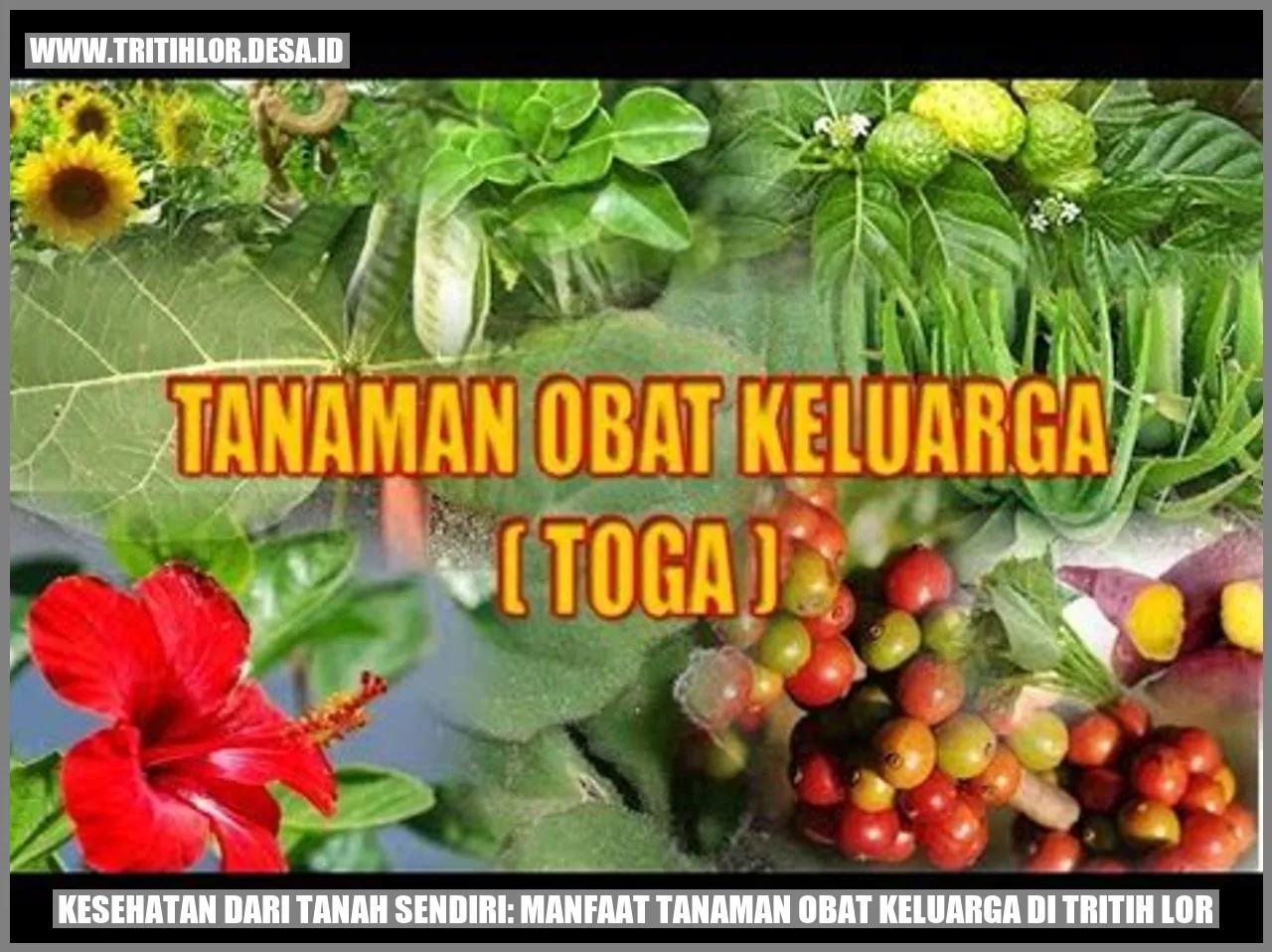 Tanaman Obat Keluarga