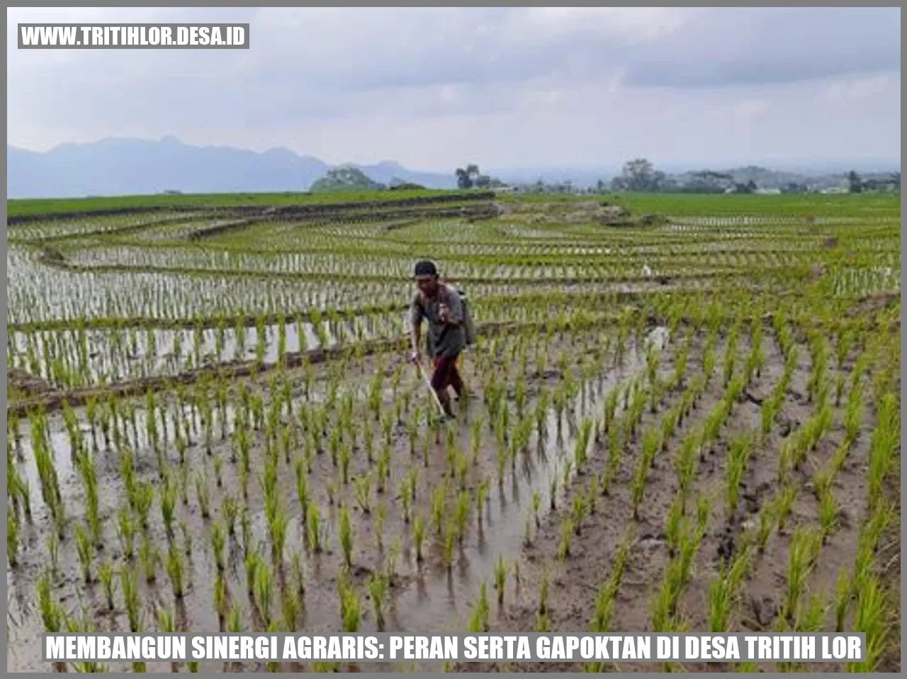 Membangun Sinergi Agraris: Peran Serta Gapoktan di Desa Tritih Lor