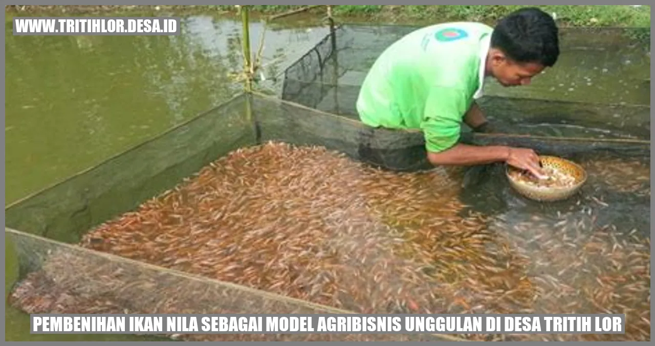 Pembenihan Ikan Nila sebagai Model Agribisnis Unggulan di Desa Tritih Lor