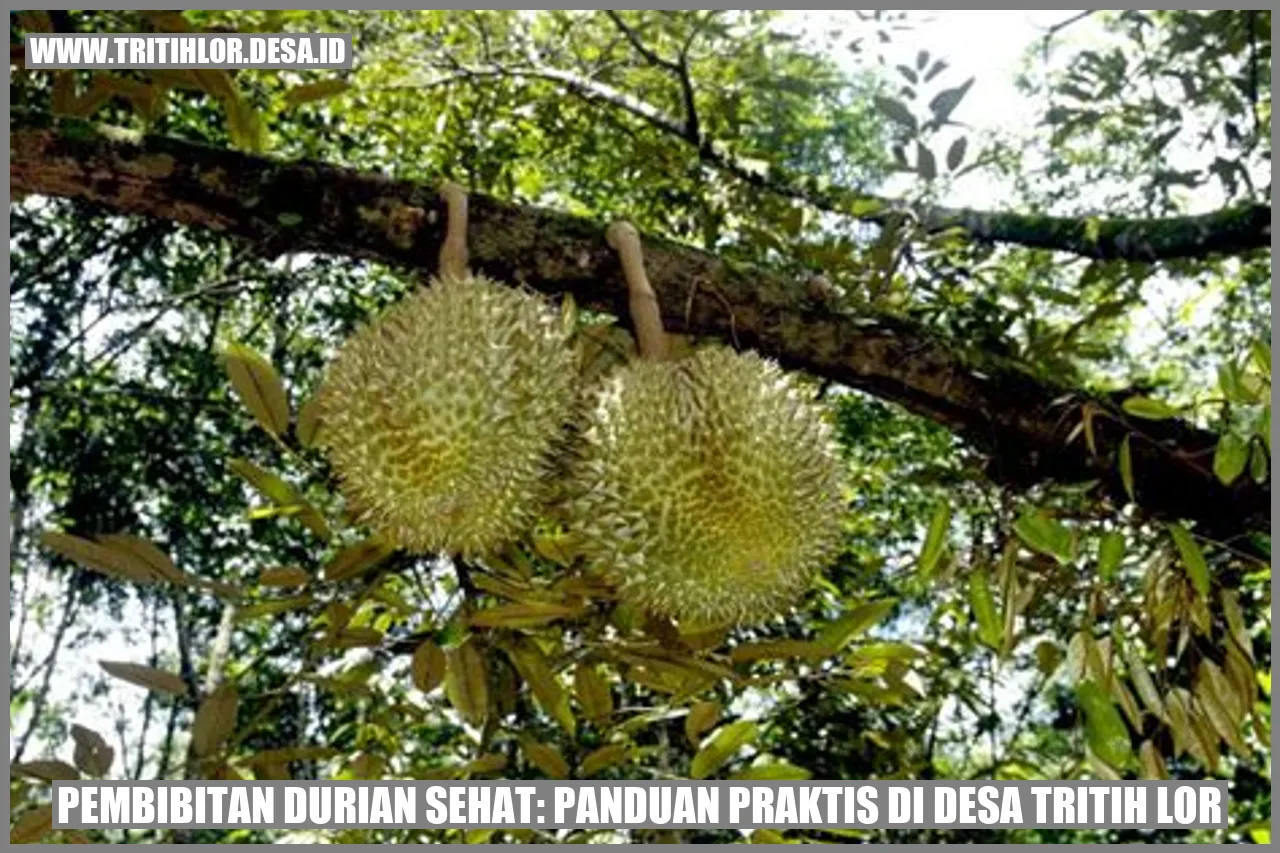 Pembibitan Durian Sehat: Panduan Praktis di Desa Tritih Lor