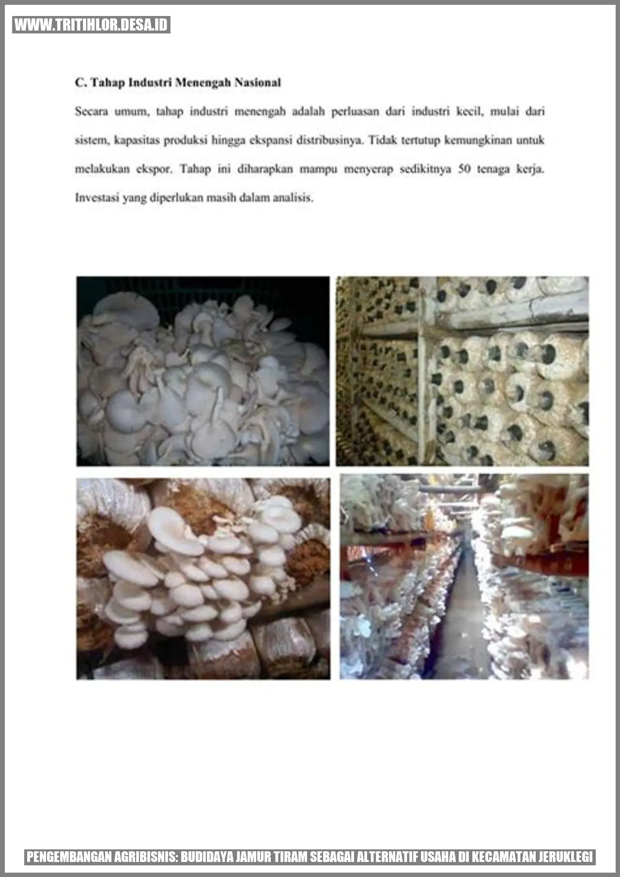 Budidaya Jamur Tiram