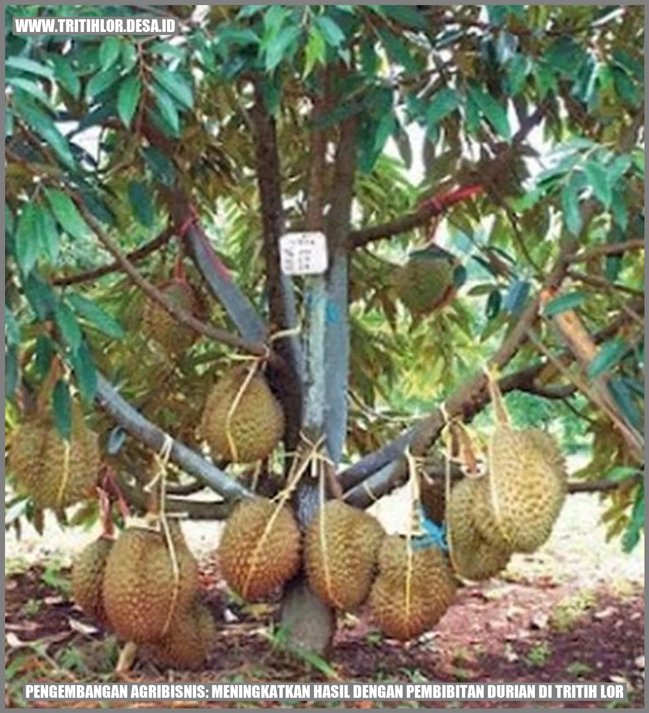 Pembibitan Durian di Tritih Lor