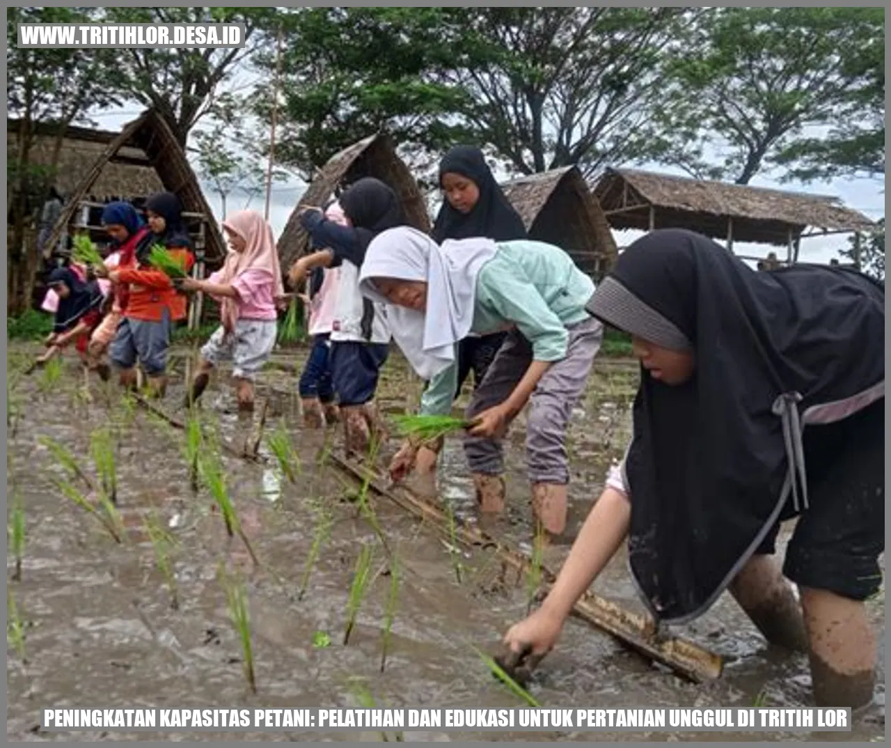 Peningkatan Kapasitas Petani: Pelatihan dan Edukasi untuk Pertanian Unggul di Tritih Lor