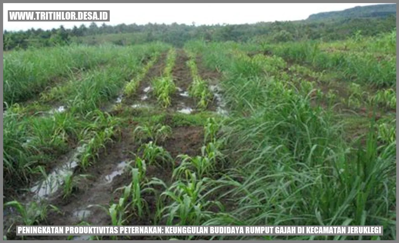 Rumput Gajah Budidaya