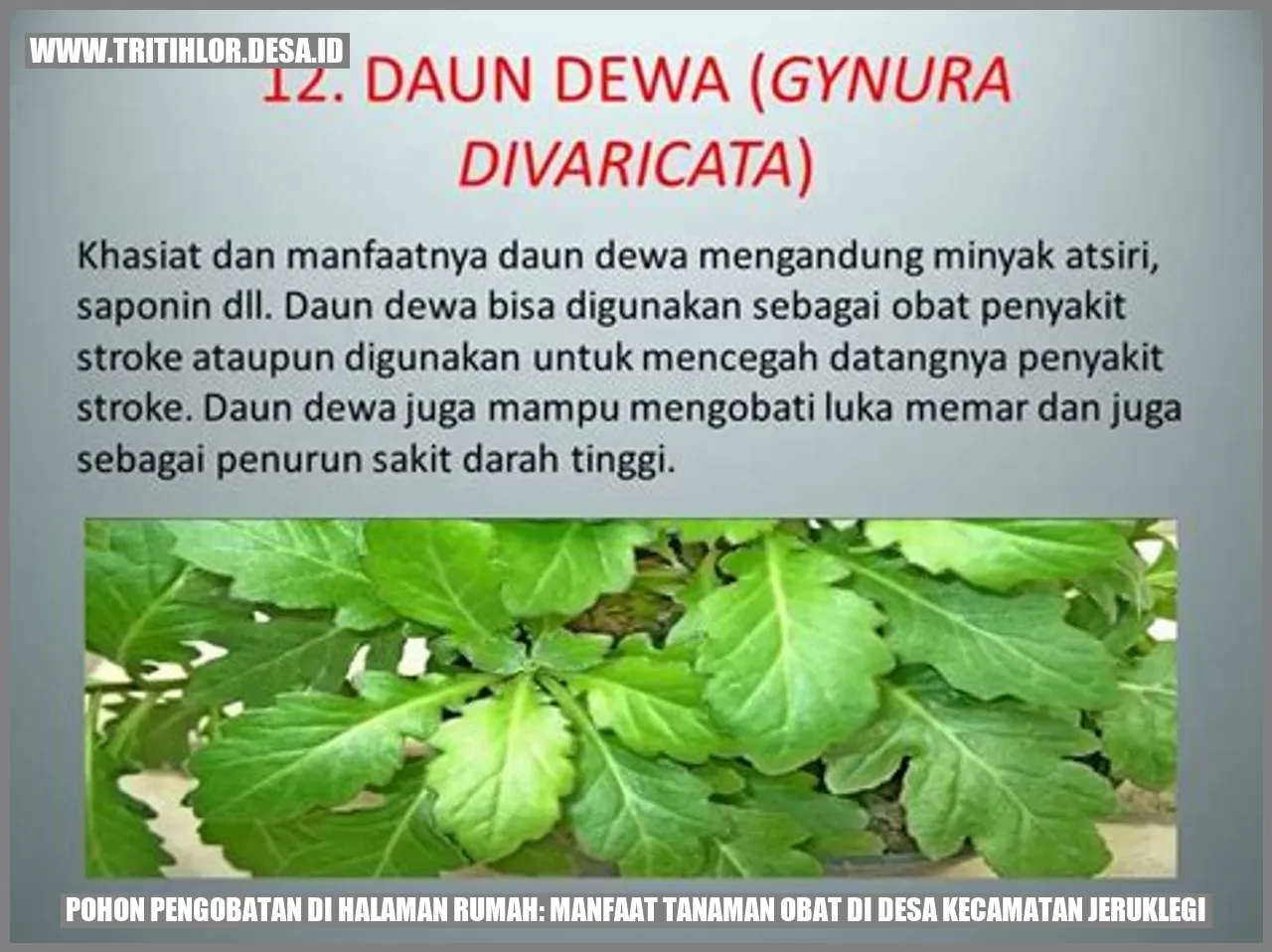 Pohon Pengobatan di Halaman Rumah: Manfaat Tanaman Obat di Desa Kecamatan Jeruklegi