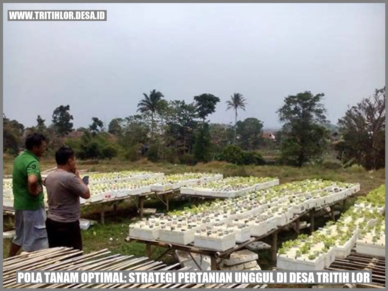 Pola Tanam Optimal: Strategi Pertanian Unggul di Desa Tritih Lor